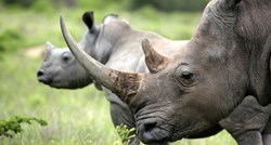 Znanstvenici ubrizgali radioaktivnu tvar u divlje nosoroge. Žele spriječiti krivolov