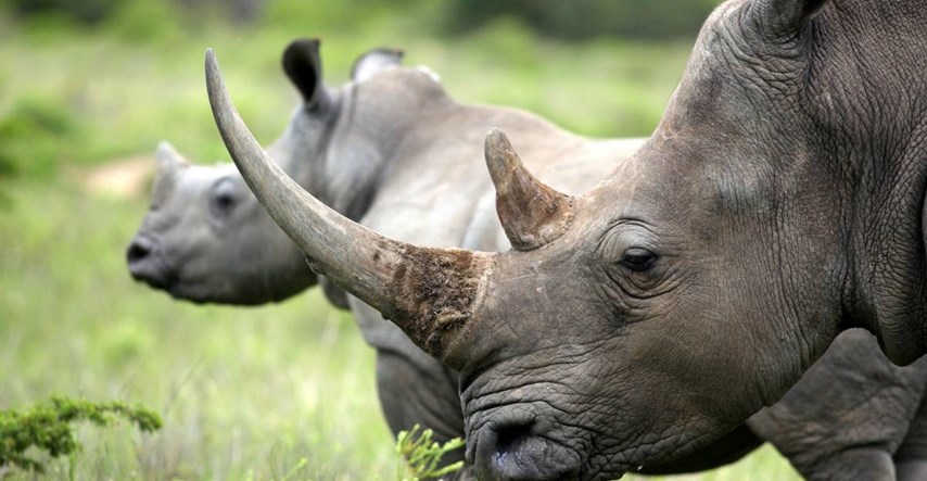 Znanstvenici ubrizgali radioaktivnu tvar u divlje nosoroge. Žele spriječiti krivolov