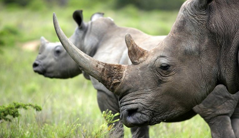 Znanstvenici ubrizgali radioaktivnu tvar u žive nosoroge. Postoji za to dobar razlog