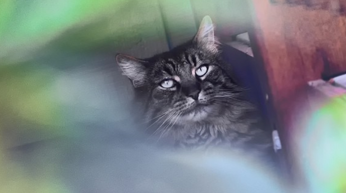 Kada mu kaže da ga voli, njegov mačak potpuno poludi i postane grozan