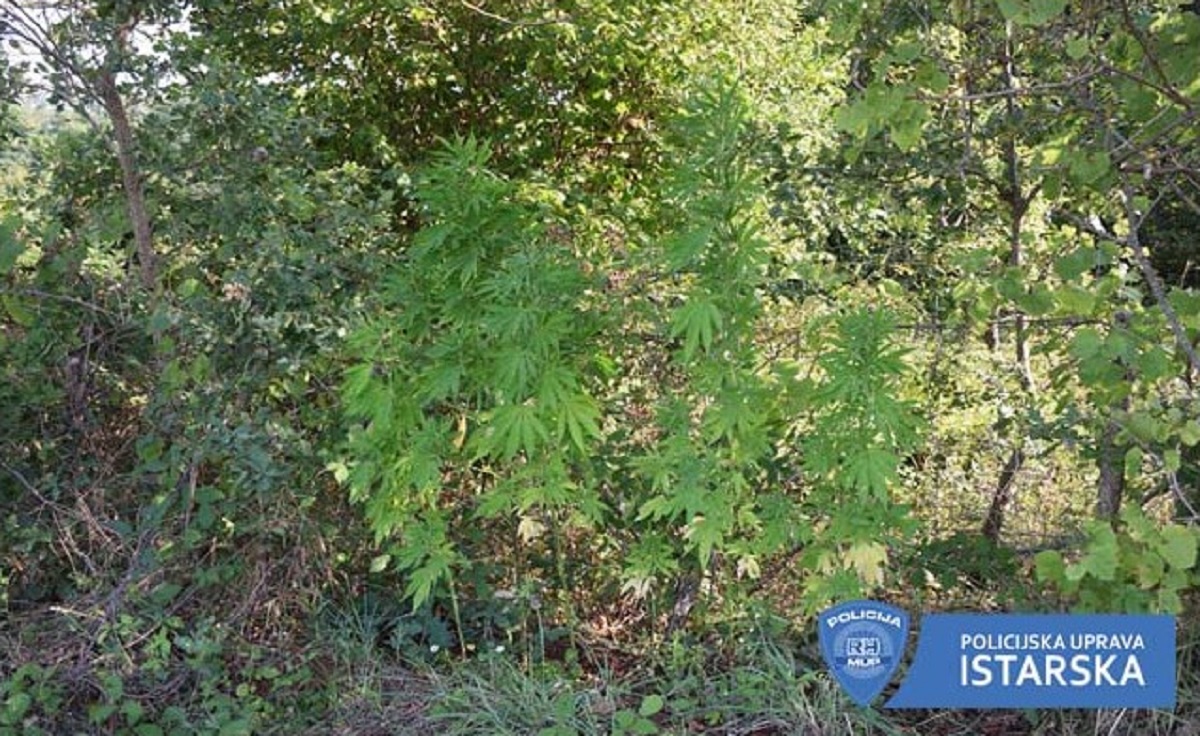 U Poreču zaplijenjena marihuana vrijedna 200.000 kuna