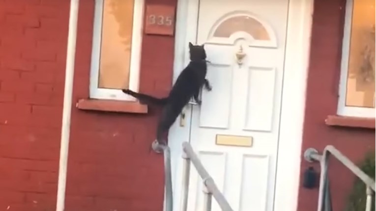 Prolaznik snimio mačku kako radi nešto nevjerojatno