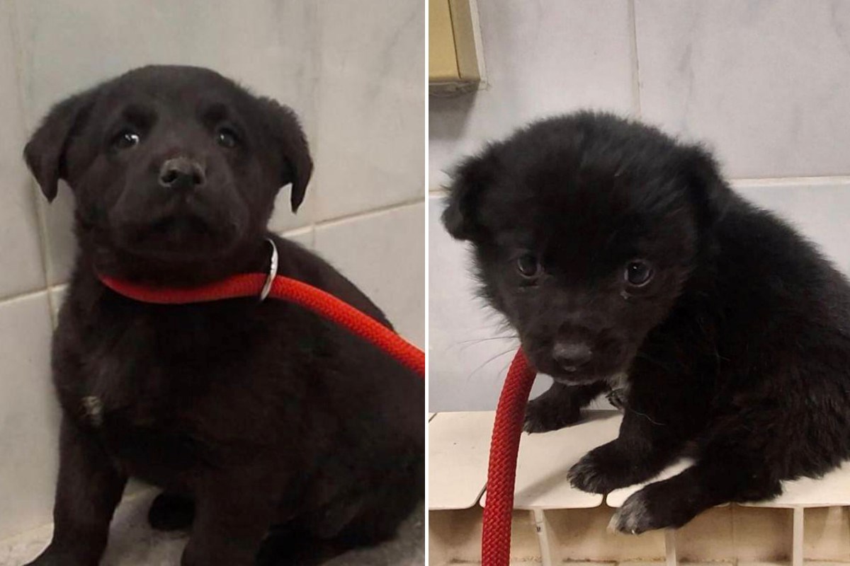 Tri štenca ostavljena u kutiji na autobusnoj postaji traže tople domove