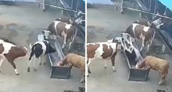VIDEO Čini se da se kravi baš zamjerila druga krava, pogledajte što joj je napravila