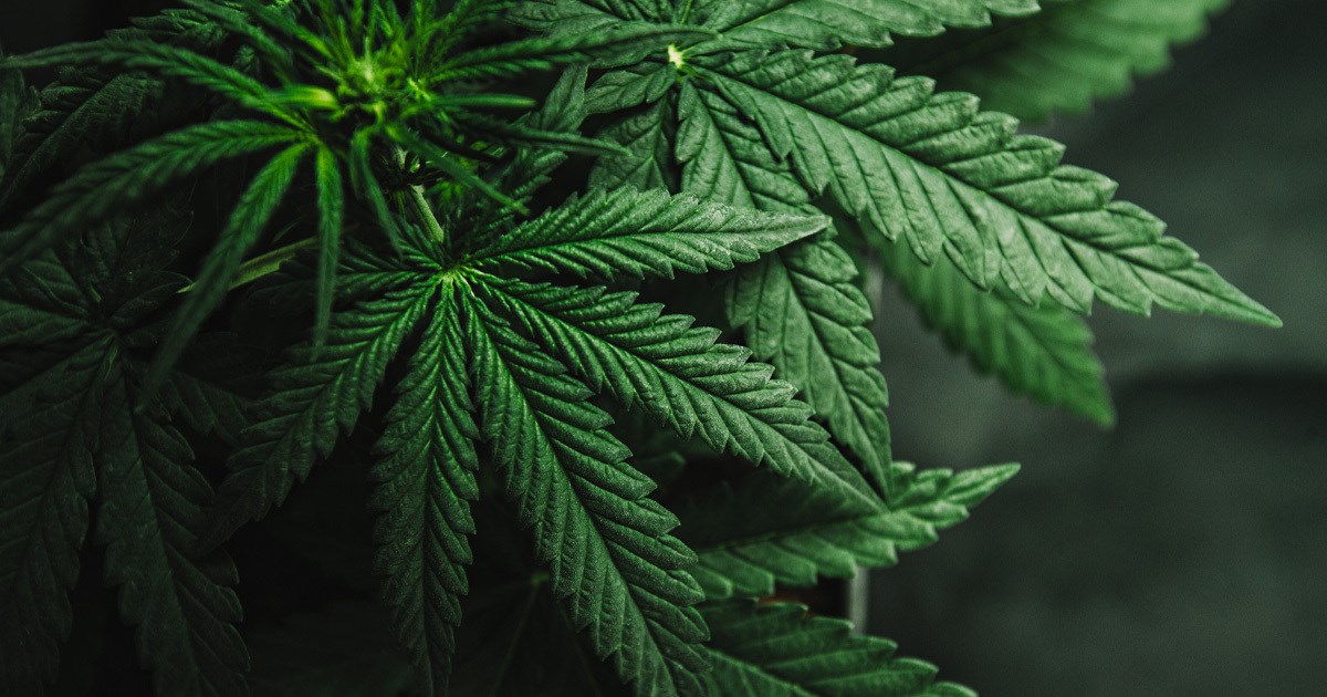 U marihuani otkriveni vrijedni spojevi rijetki u prirodi