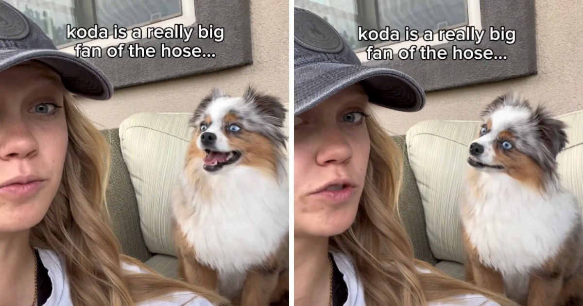 VIDEO Pas ne može obuzdati sreću kada vlasnica spomene crijevo za zalijevanje