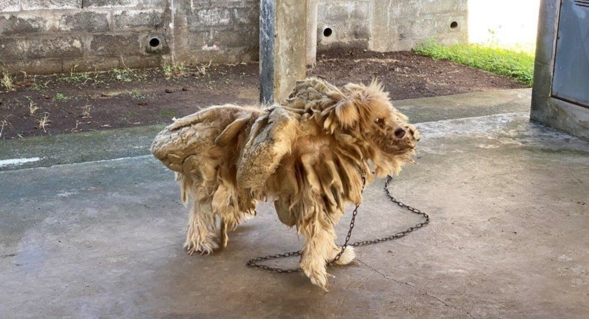 Krzno psa pretvorilo se u dreadlockse, fotografije životinje šokirale su javnost