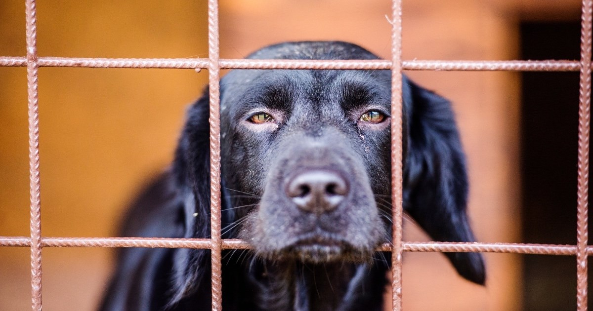 Veterinarka u srceparajućem pismu: Danas sam eutanazirala pet pasa. Zdravih pasa