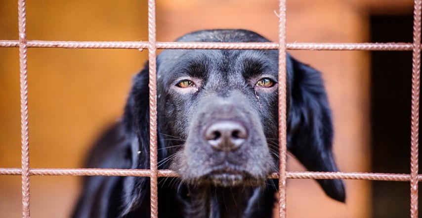 Veterinarka u srceparajućem pismu: Danas sam eutanazirala pet pasa. Zdravih pasa