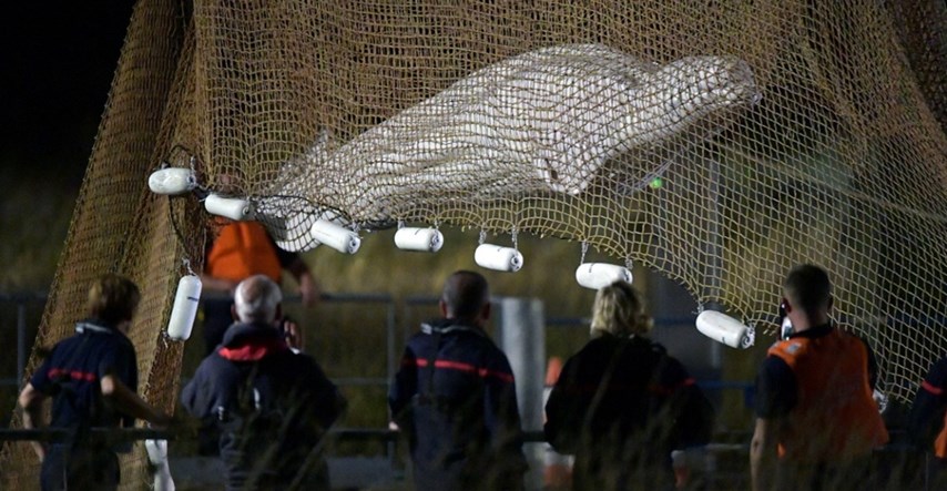 Uginuo kit beluga koji je zalutao u Seinu