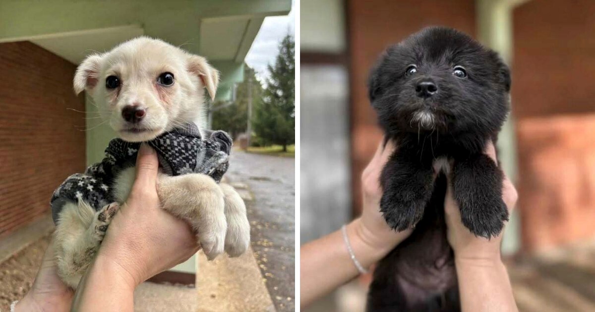 Maleni i nevjerojatno slatki: Pomozimo da Zazu i Dodo pronađu dom