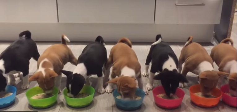 Četrnaest štenaca basenjija uživa u obroku i to izgleda preslatko