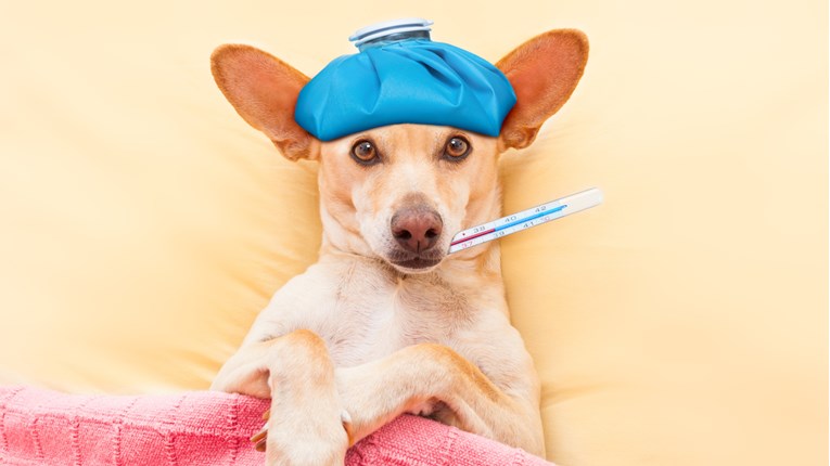 Prehlada kod pasa može biti opasna. Prepoznajte simptome na vrijeme