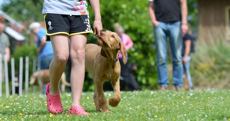 Vodič za odabir psa: Koja pasmina najbolje odgovara vašem domu?