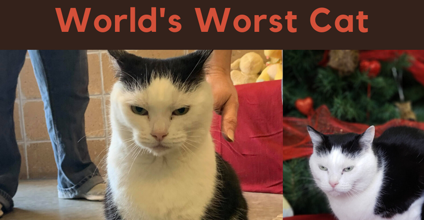 Pokušali su udomiti "najgoru mačku na svijetu", iznenadio ih rezultat