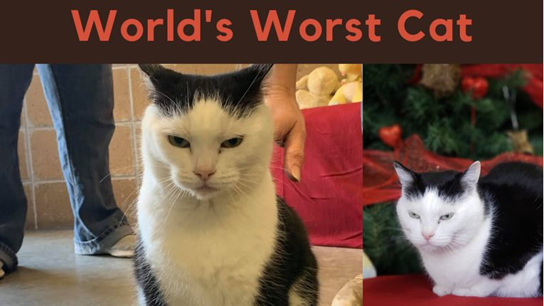 Pokušali su udomiti "najgoru mačku na svijetu", iznenadio ih rezultat