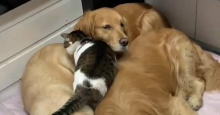 Video oduševio tisuće ljudi: Mačka pronašla najudobnije mjesto za spavanje