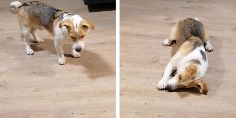 Pas Felix ugledao kukca na podu, čitateljica snimila njegovu preslatku reakciju