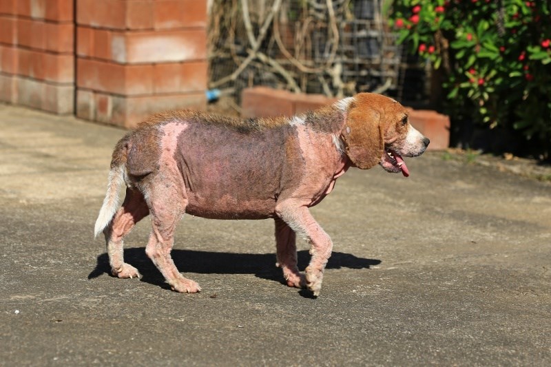 I psi mogu imati alopeciju. Evo što treba znati