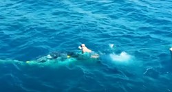 VIDEO Australske vlasti kaznile čovjeka koji je spasio kita zapetljanog u mrežu