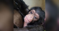 Uginulo mladunče čimpanze koje je očaralo svijet. Bilo je staro samo pet tjedana