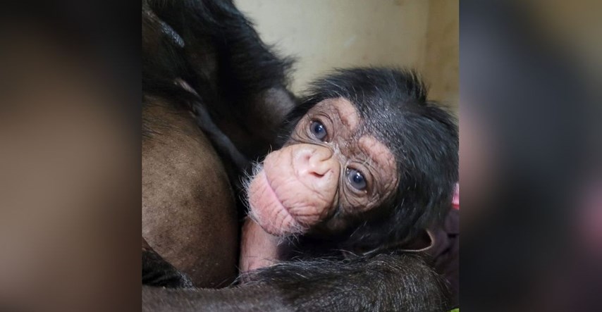 Uginulo mladunče čimpanze koje je očaralo svijet. Bilo je staro samo pet tjedana