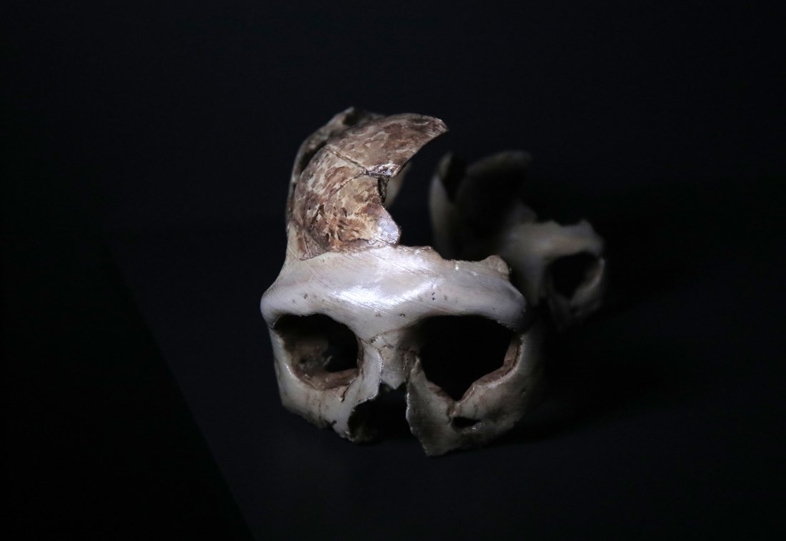 Sutra će u Zagrebu biti izložena lubanja neandertalca stara 130.000 godina