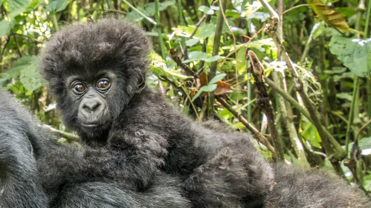 Ova beba gorila je raznježila cijeli svijet, saznajte zašto