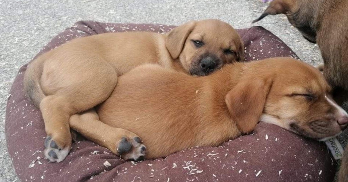 "Treba im ljubav i puno mekanih površina za spavanje": Ovi preslatki štenci traže dom