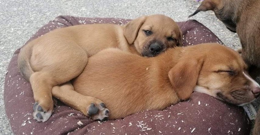 "Treba im ljubav i puno mekanih površina za spavanje": Ovi preslatki štenci traže dom