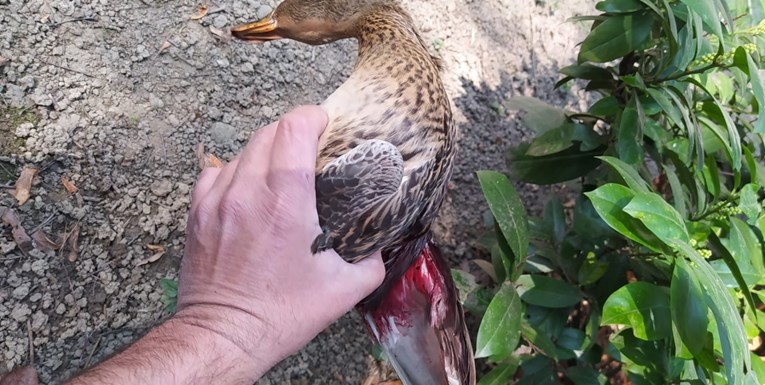 U Zagrebu je pronađena ozlijeđena divlja patka, nije jasno što joj se dogodilo