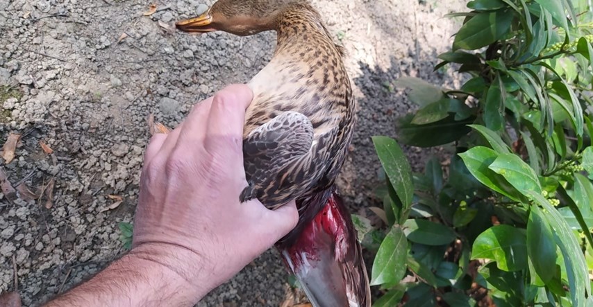 U Zagrebu je pronađena ozlijeđena divlja patka, nije jasno što joj se dogodilo