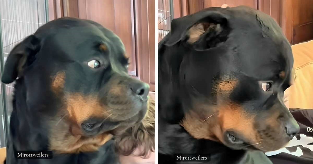 Rotvajler ne može sakriti tugu dok gleda djevojčicu kako mazi drugog psa