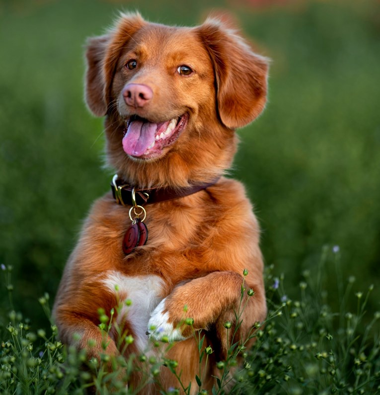 Osam jasnih znakova da vas vaš pas zaista voli