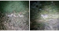VIDEO Iznimno rijedak prizor: Na samoj granici Risnjaka snimljen čopor od tri vuka