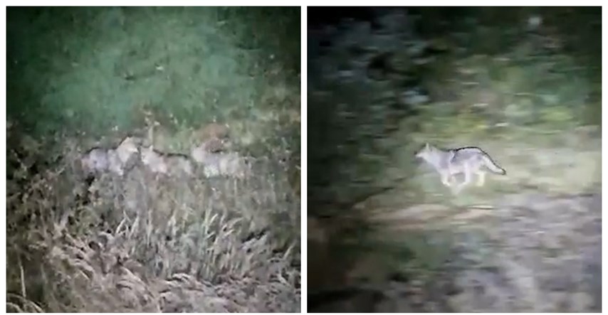 VIDEO Iznimno rijedak prizor: Na samoj granici Risnjaka snimljen čopor od tri vuka
