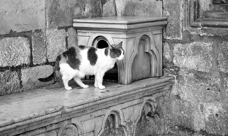 Uginula je dubrovačka mačka Anastazija