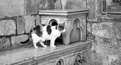 Uginula je dubrovačka mačka Anastazija