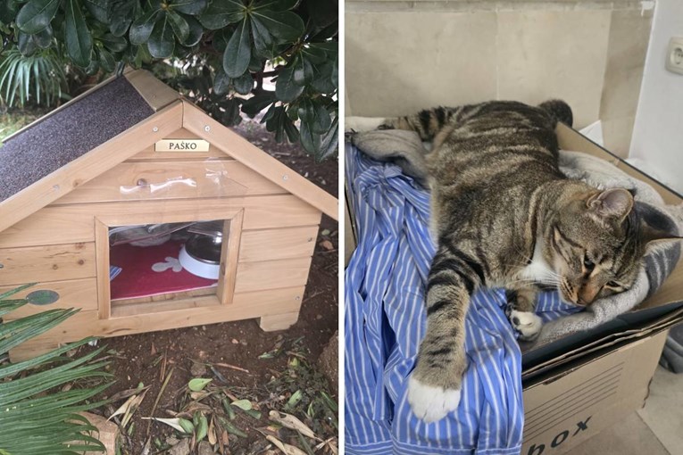 Mačak koji već neko vrijeme boravi ispred gradske uprave u Šibeniku dobio utočište 🥹