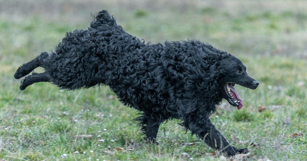 Hrvatski ovčar postao je nematerijalno kulturno dobro