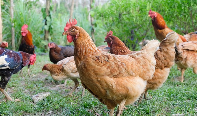Dva psa upala ženi u dvorište i zaklala joj 15 kokoši
