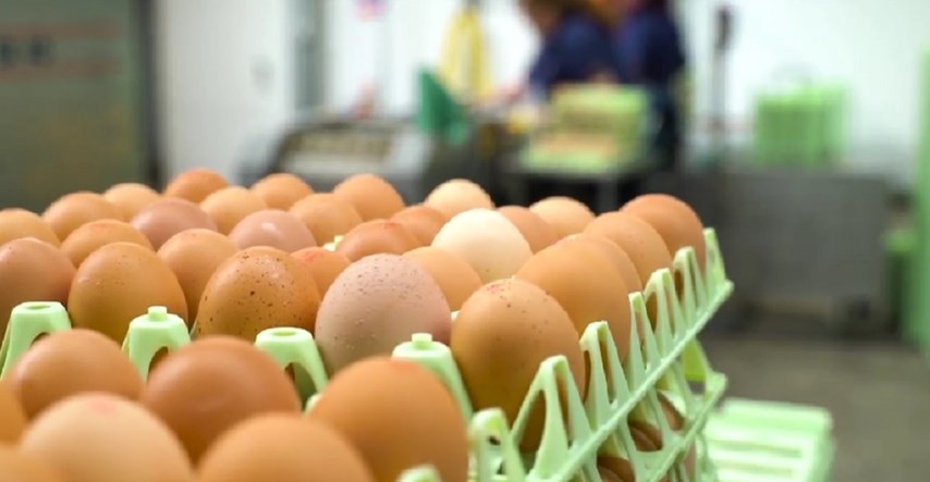 Britanski trgovački lanac nudi prva ugljično neutralna jaja. Kokoši hrane kukcima