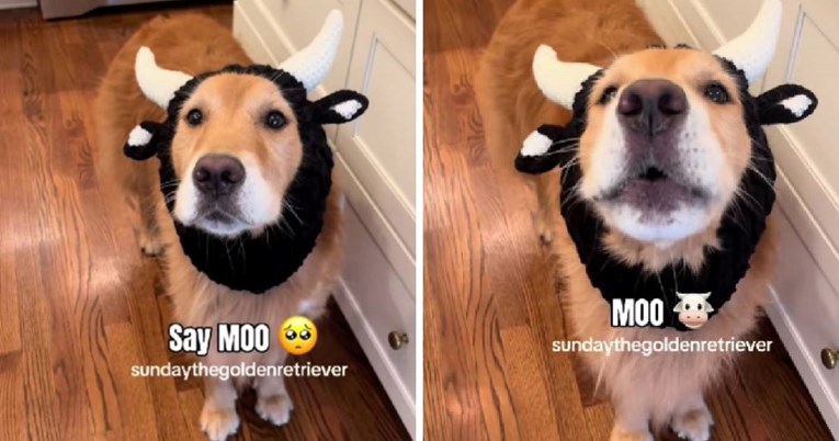 Ovaj zlatni retriver misli da je krava i internet je oduševljen