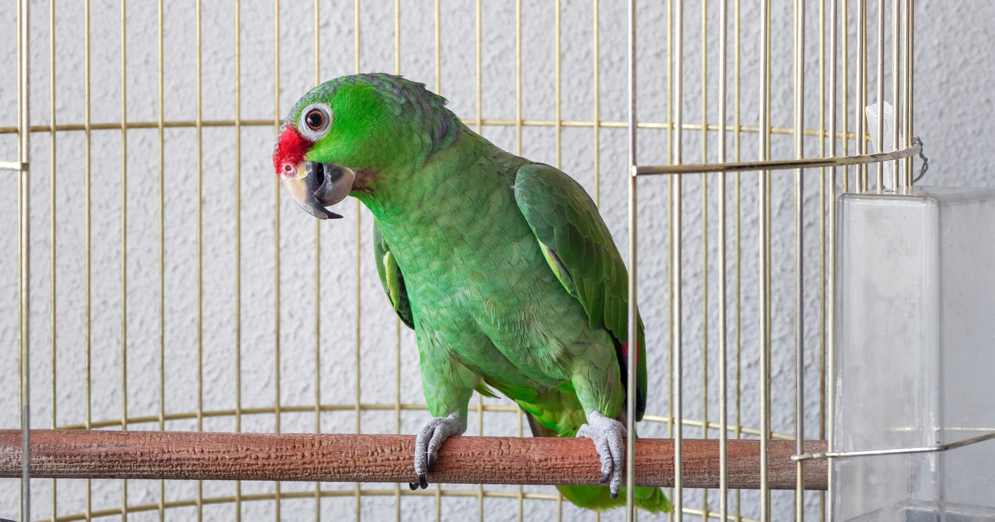 Zašto papige plešu? Znanost ima zanimljiv odgovor