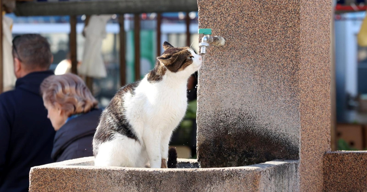 U kojim europskim zemljama živi najviše mačaka? Hrvatska je pri dnu ljestvice