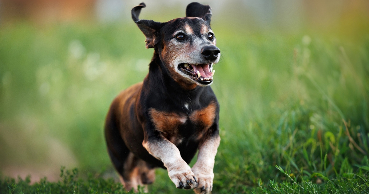 Sedam znakova da je vaš stariji pas i dalje sretan