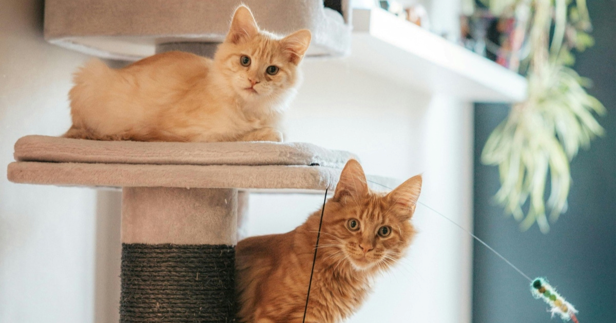 VIDEO Jedna žena se našalila: Evo kako najčešće izgleda večer ako imate dva mačka