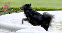 Ovaj psić je odmah jutros skočio u fontanu u Zrinjevcu