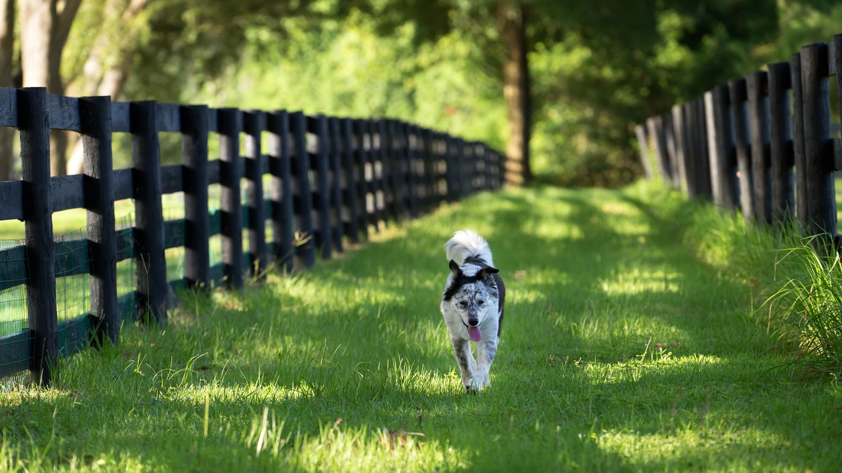 Čudesna Farmica iz Našica skrbi za više od 100 životinja kojima treba pomoć