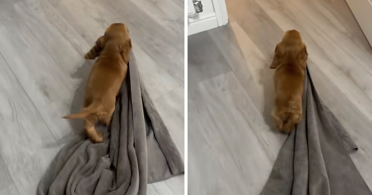 Svaki put kad ide leći na kauč, preslatki psić obavezno uzima svoju deku